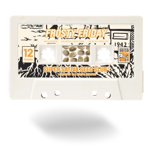 SSSC041201 - SUPER SATIVA SEED CLUB - FROSTY FRIDAY REG | 12 SEMI