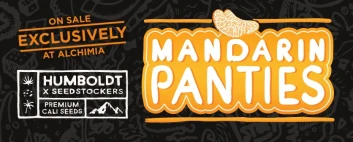 SSTKHF0005070 - SEEDSTOCKERS - MANDARIN PANTIES AUTO FEM (SUPERIOR) | 5 SEMILLAS