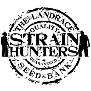 STAFHOF5SH - STRAIN HUNTER - AFGOOEY FEM | 5 SEMILLAS