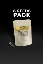 SSTKAF0025076 - SEEDSTOCKERS - BLACK RAINBOW AUTO FEM (SUPERIOR) | 25 SEMI