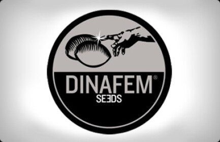 DF3143 - AMNESIA CBD 5 SEMI FEMM DINAFEM