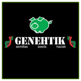 GNTK000125 - GENEHTIK SEEDS - KRITIKAL BILBO FEM | 25 SEMI