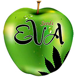 SEV4069 - EVA SEEDS - NEXUS FEM | 6 SEMI