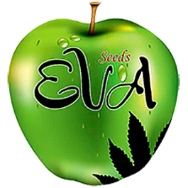 SEV4069 - EVA SEEDS - NEXUS FEM | 6 SAMEN