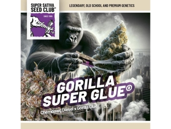 SUPER SATIVA SEED CLUB - GORILLA SUPER GLUE FEM