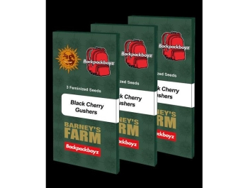BARNEY'S FARM - BLACK CHERRY GUSHERS FEM