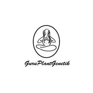 GURU PLANT GENETIK - CANADIAN CREAM