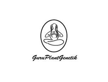 GURU PLANT GENETIK - CANADIAN CREAM