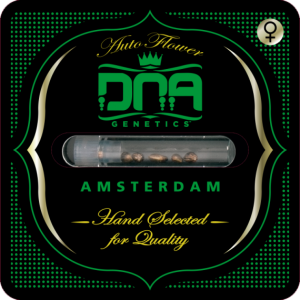 DNA GENETICS - AUTO STRAWBERRY BANANA FEM