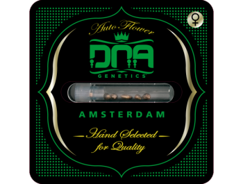 DNA GENETICS - AUTO STRAWBERRY BANANA FEM