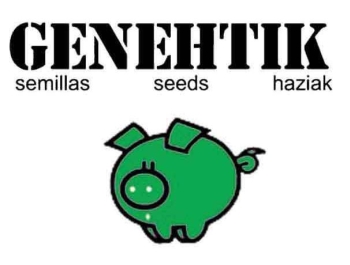 GENEHTIK SEEDS - AMNESIA BILBO AUTO FEM