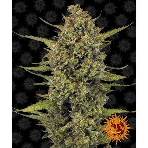 BARNEY'S FARM - ACAPULCO GOLD FEM