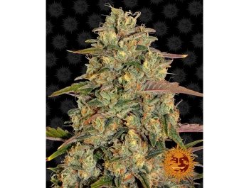 BARNEY'S FARM - AMNESIA LEMON FEM