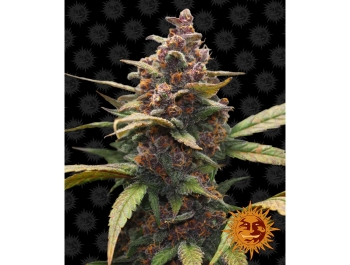 BARNEY'S FARM - AYAHUASCA PURPLE FEM