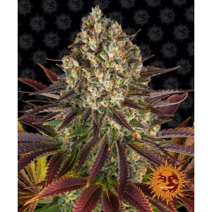 BARNEY'S FARM - BISCOTTI FEM