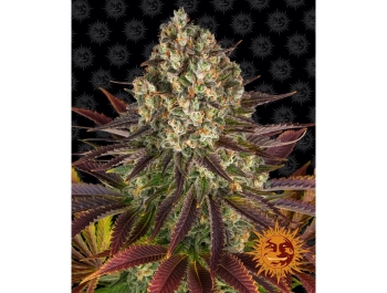 BARNEY'S FARM - BISCOTTI FEM