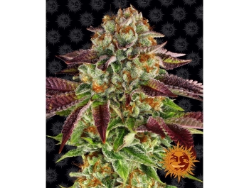 BARNEY'S FARM - BISCOTTI MINTZ FEMM Disponibili fino a fine scorte