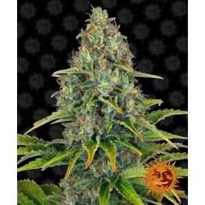 BARNEY'S FARM - BLUE CHEESE AUTO FEM Disponibili fino a fine scorte
