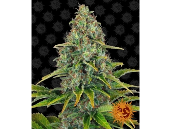 BARNEY'S FARM - BLUE CHEESE AUTO FEM Disponibili fino a fine scorte