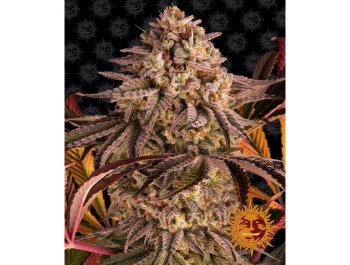 BARNEY'S FARM - BLUE SUNSET SHERBET FEM