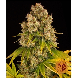 BARNEY'S FARM - CHEESE AUTO FEM Disponibili fino a fine scorte