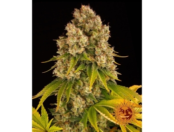 BARNEY'S FARM - CHEESE AUTO FEM Disponibili fino a fine scorte