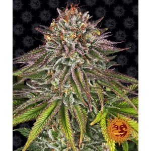 BARNEY'S FARM - CRITICAL KUSH FEM