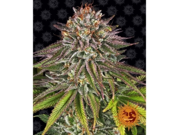 BARNEY'S FARM - CRITICAL KUSH FEM