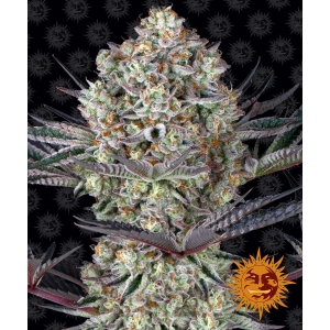 BARNEY'S FARM - DOS SI DOS 33 FEM