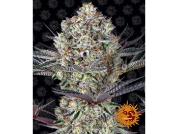 BARNEY'S FARM - DOS SI DOS 33 FEM