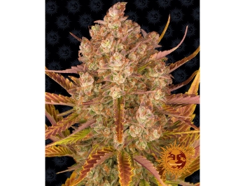 BARNEY'S FARM - DOS SI DOS AUTO FEM