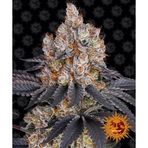 BARNEY'S FARM - GELATO FEM