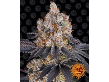 BARNEY'S FARM - GELATO FEM