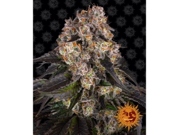 BARNEY'S FARM - GIRL SCOUT COOKIES FEM