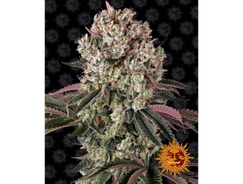 BARNEY'S FARM - GLOOKIES FEM
