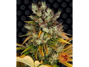 BARNEY'S FARM - GMO FEM Disponibili fino a fine scorte