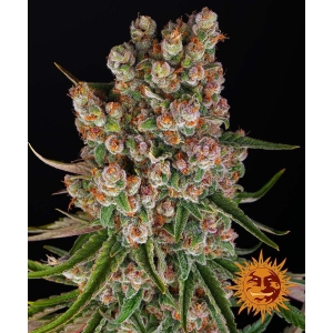 BARNEY'S FARM - GMO AUTO FEM Disponibili fino a fine scorte