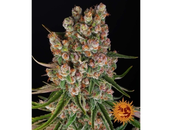 BARNEY'S FARM - GMO AUTO FEM Disponibili fino a fine scorte
