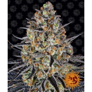 BARNEY'S FARM - LSD FEM