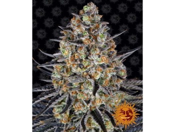 BARNEY'S FARM - LSD FEM