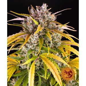 BARNEY'S FARM - LSD AUTO FEM