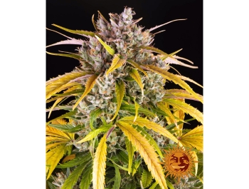 BARNEY'S FARM - LSD AUTO FEM