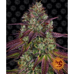 BARNEY'S FARM - MIMOSA EVO FEM