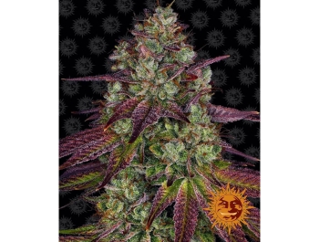 BARNEY'S FARM - MIMOSA EVO FEM