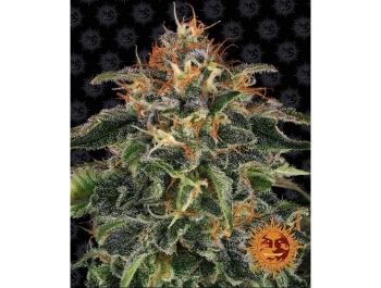 BARNEY'S FARM - MOBY DICK FEM