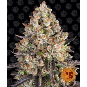 BARNEY'S FARM - OG KUSH FEM