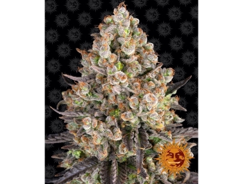 BARNEY'S FARM - OG KUSH FEM