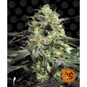 BARNEY'S FARM - PEYOTE COOKIES FEM Disponibili fino a fine scorte