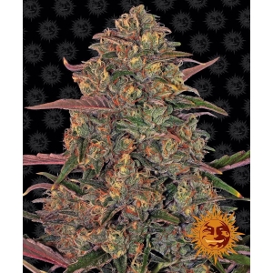 BARNEY'S FARM - PINEAPPLE CHUNK FEM