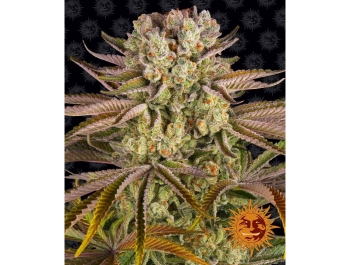 BARNEY'S FARM - PINEAPPLE EXPRESS FEM